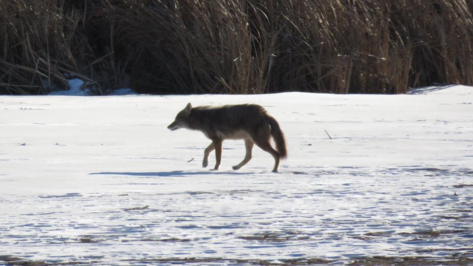 coyote on lake