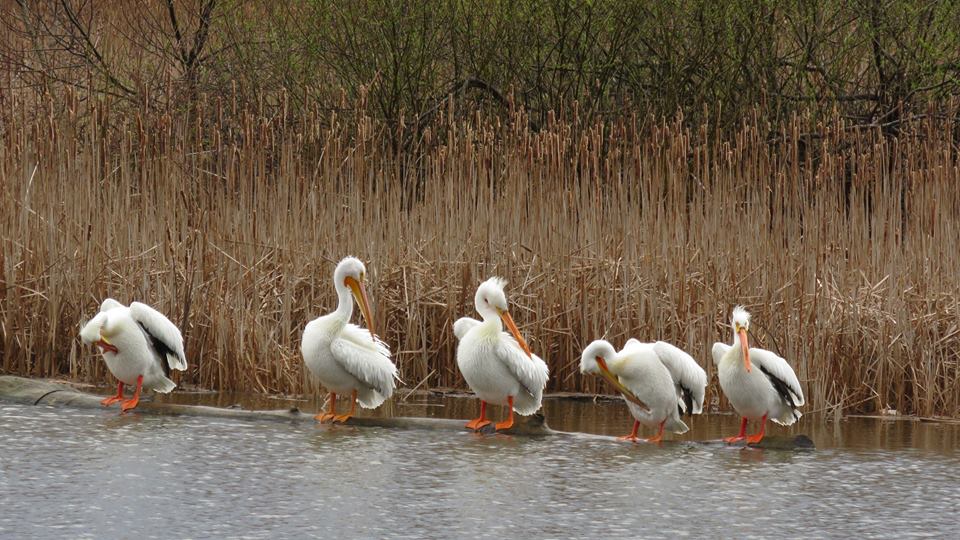 pelicans at edge of water