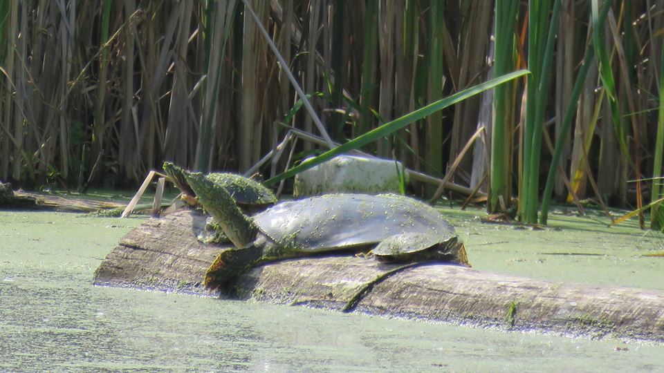 turtles sunbathing